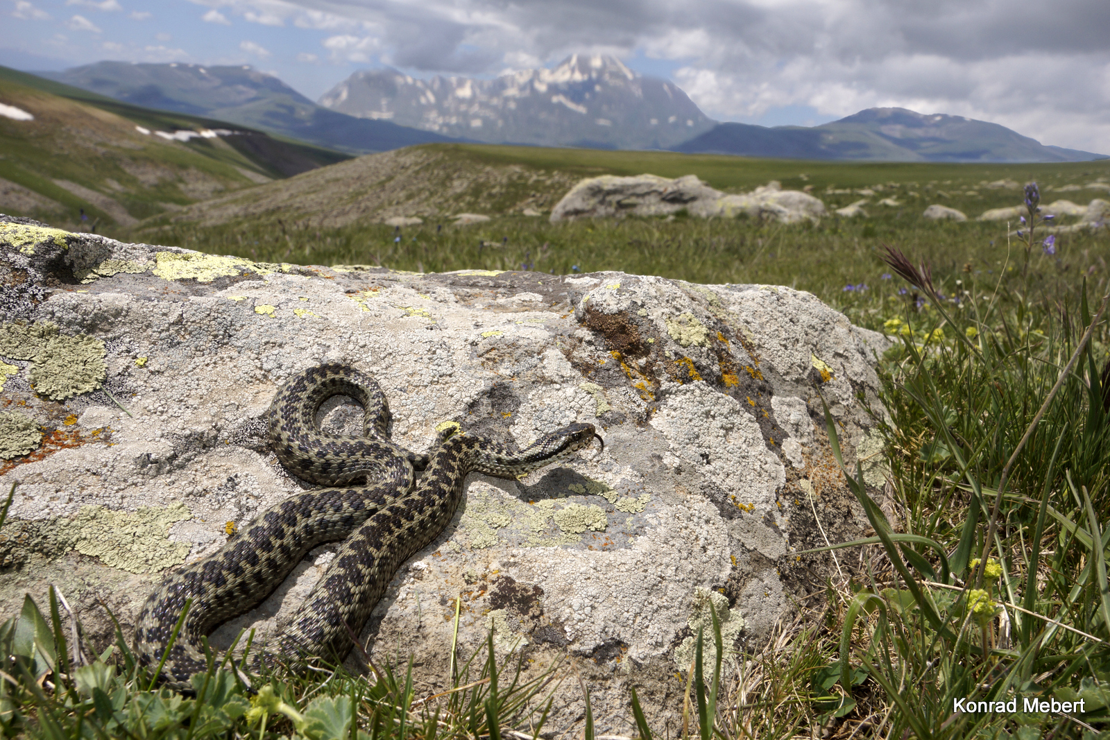 Vipera darevskii, Georgia